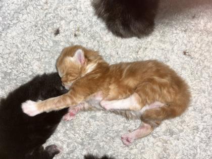 Main Coon Perser Babys