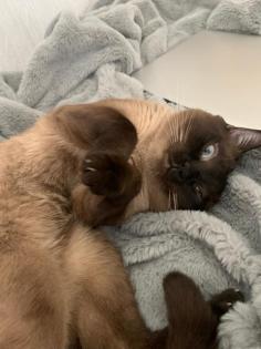 Deckkater Siam