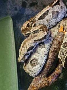 Boa constrictor imperator