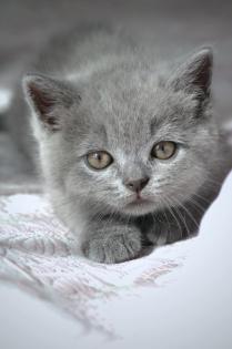 Wunderschöne BKH Kitten in der Farbe Blue Lilac