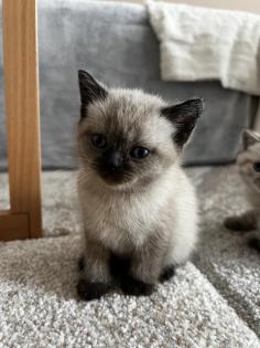 BKH Kitten