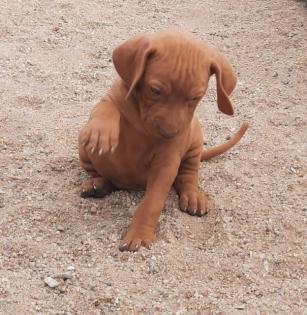 Magyar Vizsla Welpen
