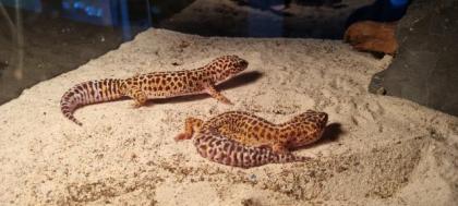 2 Leopardengeckos abzugeben