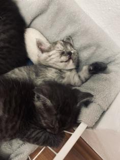 Noch 5 BKH/BLH Mix Kitten