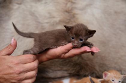 Ein bunter Haufen Orientalischer Kurzhaar Kitten von der zauberhaften Olivia chocolate Tricolour