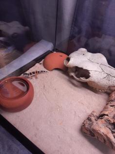 Leopardengeckos