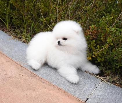 Szpic Pomeranian Welpen