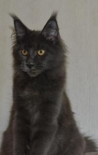 Reinrassige Maine Coon in blue und black