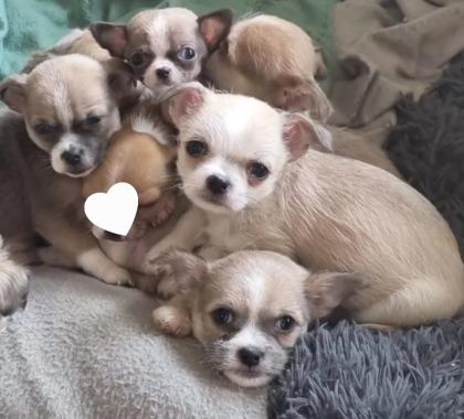 Süsse Chihuahua shitzu Mix Welpen