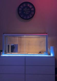 2 Geckos und das Terrarium