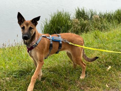 Traumzuhause für Malinois-Mischlingshündin 5 Monate gesucht