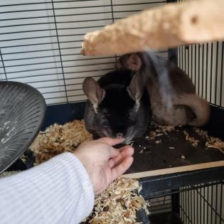 Chinchilla Mädchen mit Käfig