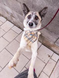 Tortilla. ist eine tolle, aktive und verspielte Hundedame