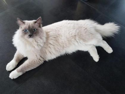 Reinrassiger Ragdoll Deckkater in blue mitted mit Deckerfahrung