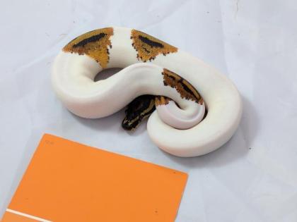 Verkaufe meine 1. 1 Piebald KönigsPython