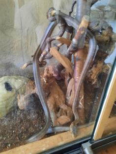 Terrarium mit 1Boa und 1Kornnatter