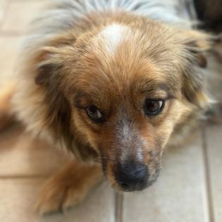 Nikki / Status sucht ein Zuhause