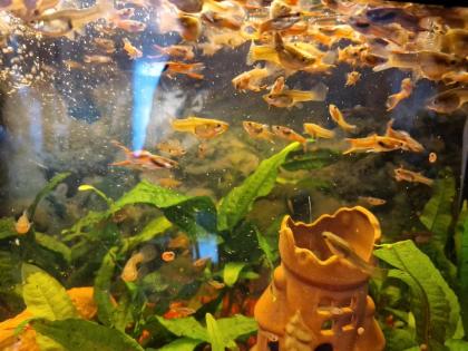 Guppy Fische