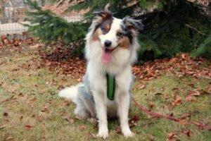 ALFRED - männlich 2 Jahre 58 cm 25 kg Australian Shepherd Gechipt Nicht kastriert