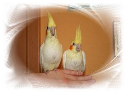 Nestjunge Handaufgezogene Nymphensittiche