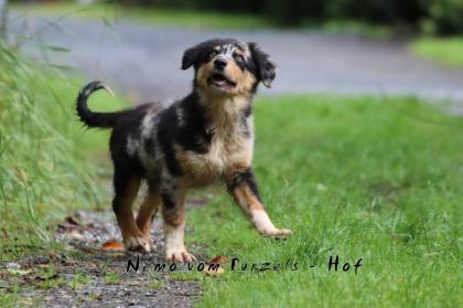 Australian Shepherd Welpen Mädchen und Rüden dürfen ab sofort ausziehen mit Ahnentafel uvm