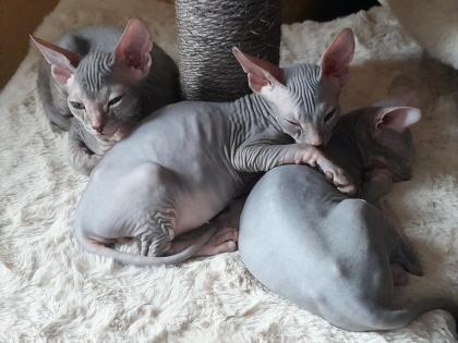 Don Sphynx Kitten abgabebereit