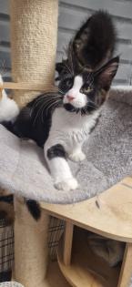 Maine coon kitten suchen ein Zuhause