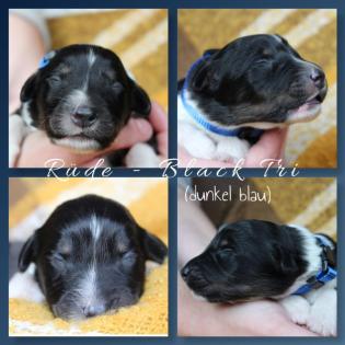 Australian Shepherd x American Collie Welpen
