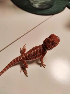 Bartagamen Babys Cawley Red P. Vitticeps