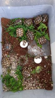 Maurische Landschildkröten