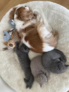 Zauberhafte BKH Kitten