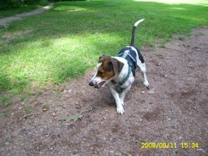 JACK RUSSEL HÜNDIN sucht DRINGEND Zuhause mit VIEL ZEIT
