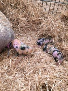 Ferkel Läufer Bunte Bentheimer Schweine aus Herdbuchzucht