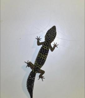 Leopardgeckos