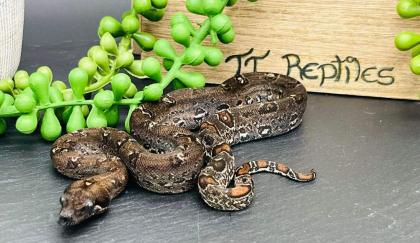 Hypo RLT Leopard boa