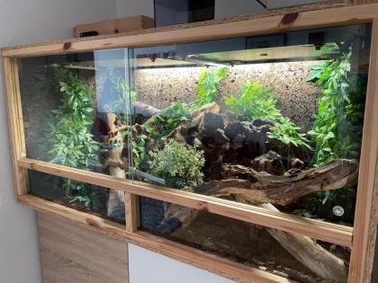 Königspython inklusiveTerrarium