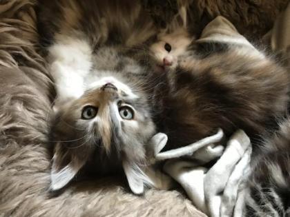 Maine Coon/Sibirische Waldkatzen Babys