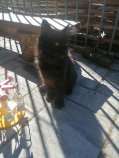 Main Coon Kitten suchen liebevolles Zuhause