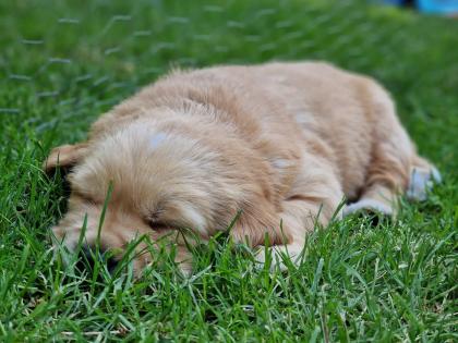 Golden Retriever Rüde
