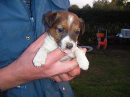 Jackrussel Welpen mit Erstimpfung Impfpass heute abzuholen