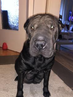 Süße kleine Shar Pei Welpen
