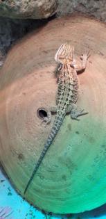 Bartagame Progona Viticeps 8 Wochen jung