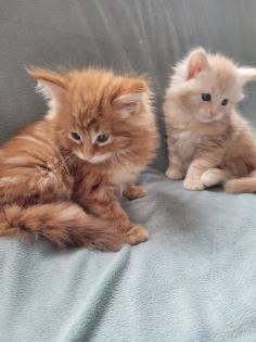 Maine Coon Kitten reinrassig