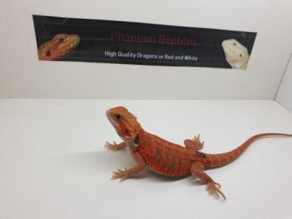 Schöne Rote und weiße Bartagamen Hypo Translucent Zero Pogona Vitticeps Abzugebe
