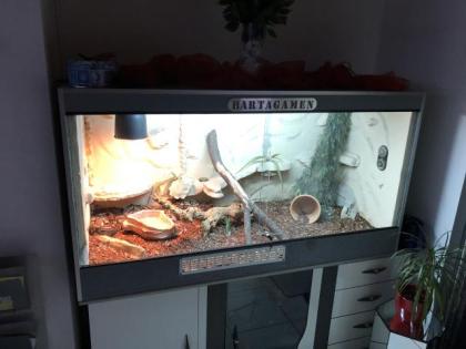 2 mal Königsphyton mit Terrarium