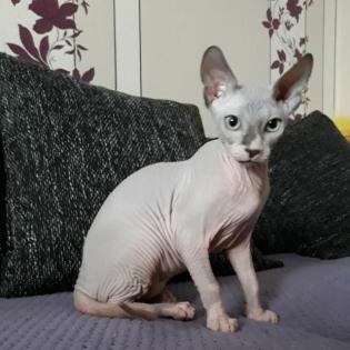 Don Sphynx und Canadian Sphynx aus privaten Gründen abzugeben