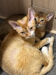 Devon Rex Kater Amour 10 Monate, kastriert - verspielt und sehr liebevoll