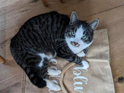 VERMISST Kater Freddie