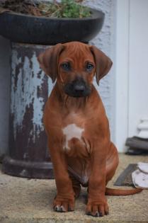 Noch 2 Rüden und 1 Hündin frei Wunderschöne red wheaten Rhodesian Ridgeback Welpen