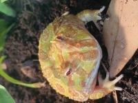 Ceratophrys Cranwelli Albino Abzugeben